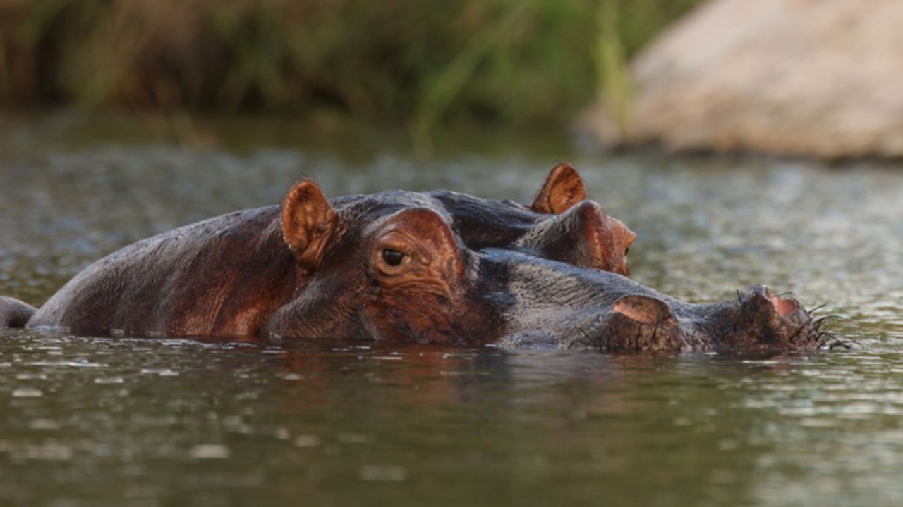 Hippopotamus ২ বছরের শিশুকে আস্ত গিলে খেল জলহস্তি, তারপরের ঘটনায় চমকে