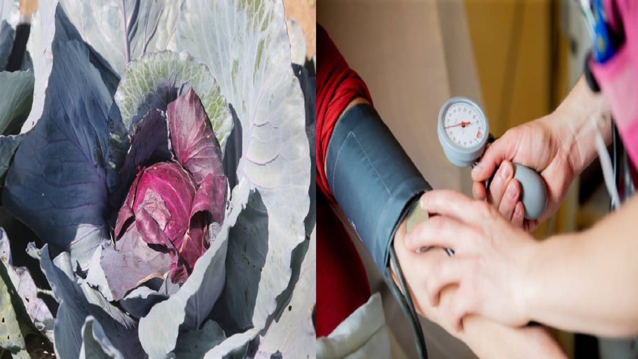 Cabbage Health Benefits শীতের এই সস্তার সবজিই ক্যানসারের যম