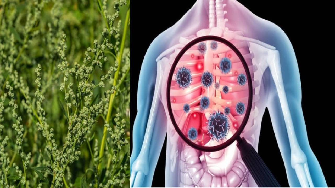 Food for Diabetes:  কলমি, পালং নয় গ্রাম বাংলার এই শাকেই নিয়ন্ত্রণে থাকে সুগার, বুকে বসবে না সর্দি-কফও...