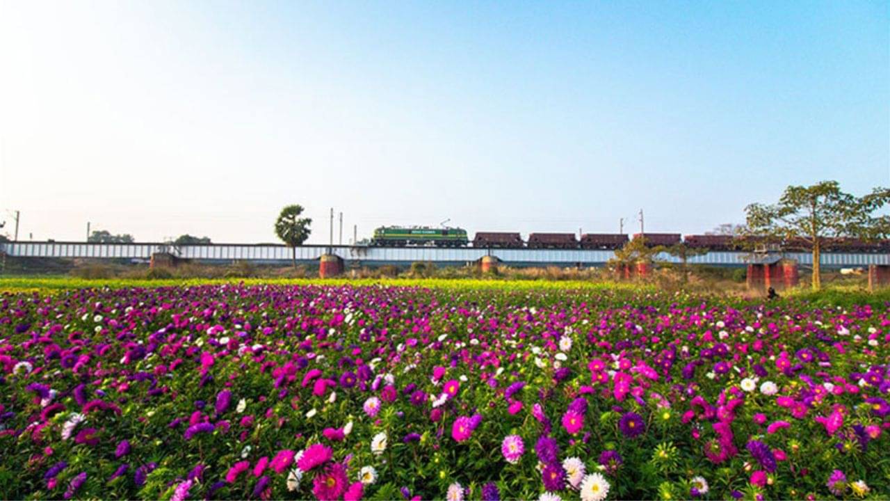 Khirai: এ যেন ফুলের স্বর্গরাজ্য! শীতের দুপুরে ঘুরে আসুন ক্ষীরাই থেকে