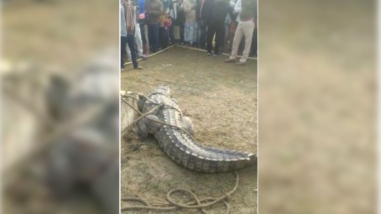 এরপর ওই কুমিরটিকে দড়ি দিয়ে লাইট পোস্টের সঙ্গে বেঁধে রাখেন গ্রামবাসীরা।