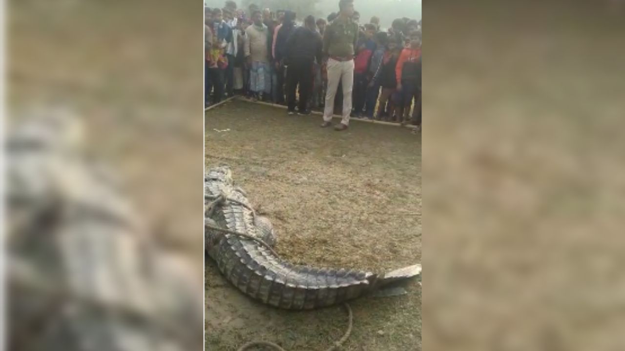 যদিও এলাকাবাসীদের দাবি, একটি কুমির ধরা পড়ার পরই পালিয়ে গিয়েছে। তবে বিশাল আকৃতির ওই কুমিরটি দেখে গ্রামবাসীদের উত্তেজনা ছিল চোখে পড়ার মতো।