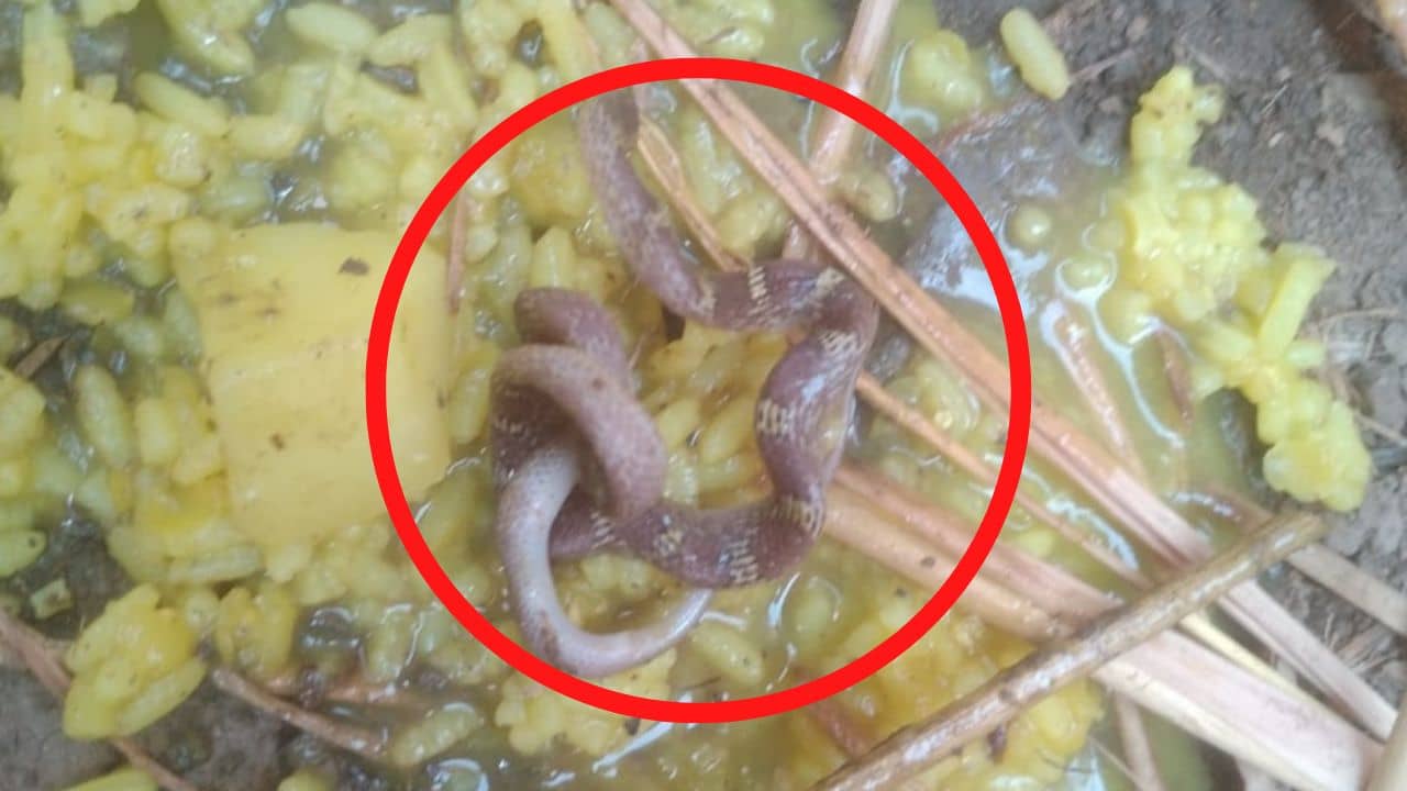 Snake in Khichuri: অঙ্গনওয়াড়ির গরম খিচুড়িতে ভেপে ওঠা সাপ, তুমুল হইচই পড়ুয়াদের মধ্যে