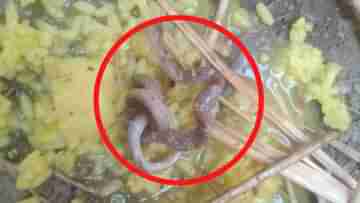 Snake in Khichuri: অঙ্গনওয়াড়ির গরম খিচুড়িতে ভেপে ওঠা সাপ, তুমুল হইচই পড়ুয়াদের মধ্যে