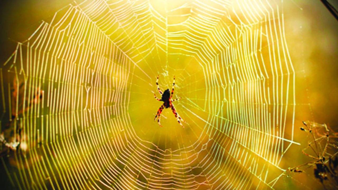 Vastu Tips: ঘরে কি মাকড়সার জাল, ঝুলে ভরে গিয়েছে? নতুন বছর শুরুর আগেই পরিষ্কার করুন, নইলে বিপদ