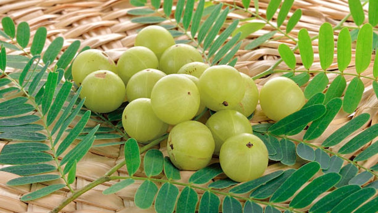Amla or Indian Gooseberry: জাঁকিয়ে শীত পড়তে সর্দি-কাশিও চেপে ধরেছে? রোজ দুপুরে এক টুকরো আমলকি মুখে পুরুন