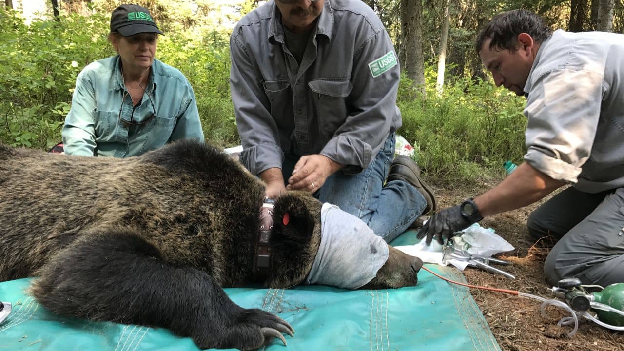 Dooars: গলায় পরানো হবে রেডিয়ো কলার, লোকালয়ে ভাল্লুক বাইসনের উপদ্রব রুখতে উদ্যোগ বনদফতরের