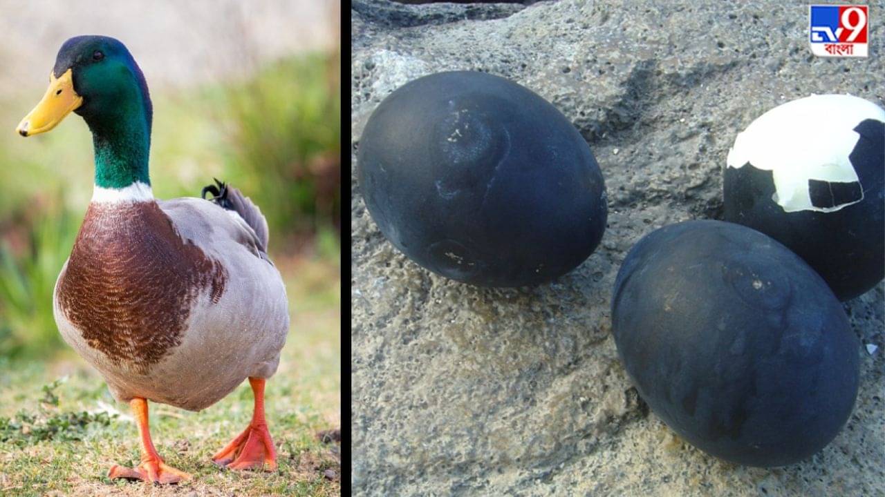 Bangladesh News: কালো ডিম দিচ্ছে হাঁস, কারণ জানুন