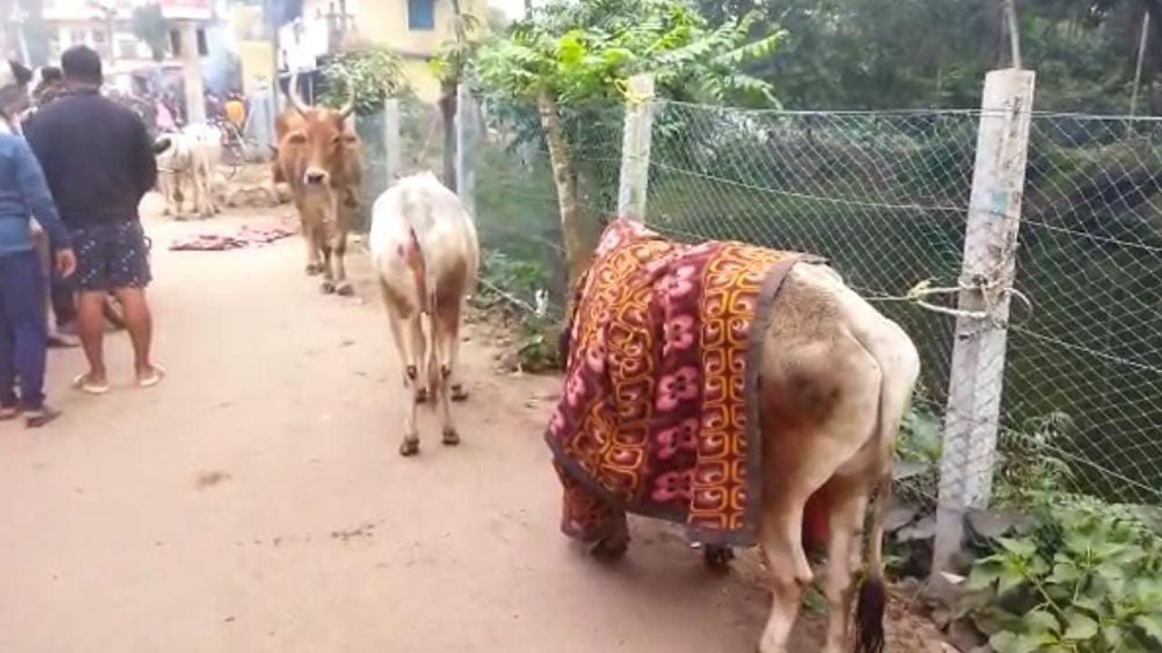 Cattle Died In Road Accident: চাপ চাপ রক্ত, ছড়িয়ে ছিটিয়ে ১৪-১৫টা দেহ, আর্তনাদ চিড় ধরাচ্ছে বুকে! হাইওয়েতেই গরুগুলির ভয়ঙ্কর পরিণতি