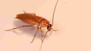 Naming of Cockroach: প্রাক্তনকে সহ্যই করতে পারেন না? এবার তার নামেই আরশোলার নামকরণ করে মনের জ্বালা মেটান