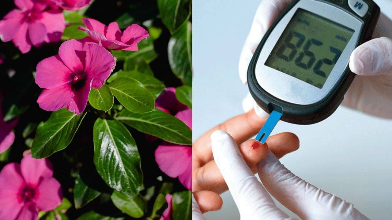 Nayantara Leaves For Diabetes: প্রয়োজন নেই ওষুধের, রক্ত শর্করা নিয়ন্ত্রণে রাখবে উঠোনের এই ফুলগাছই