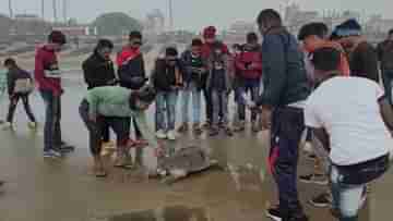 Digha : দিঘার সৈকতে পড়ে এক ঝাঁক বিরল প্রজাতির মৃত কচ্ছপ, হতবাক পর্যটকেরা, নেপথ্যে কী কারণ?