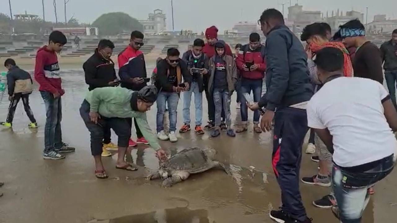 Digha : দিঘার সৈকতে পড়ে এক ঝাঁক বিরল প্রজাতির মৃত কচ্ছপ, হতবাক পর্যটকেরা, নেপথ্যে কী কারণ?