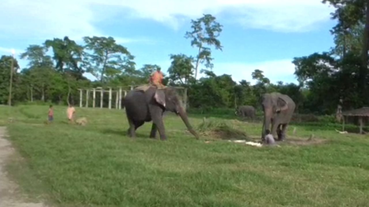 Elephant: রঙ্গলালের কীর্তি! এল, খেল, চলে গেল