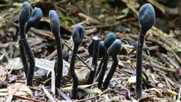 Unique Species Of Fungus: দেখতে কালো জিভের মতো, বিজ্ঞানীদের কালঘাম ছুটিয়ে দিয়েছে পৃথিবীর জিভ