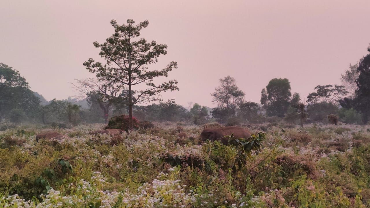 Elephant: রাস্তার উপর ঠায় দাঁড়িয়ে হাতির পাল, জঙ্গলে ফেরত পাঠাতে হিমশিম বনদফতর