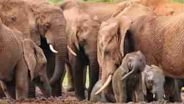 Elephant Attack: এক হুলেই খেল খতম! বুনো হাতি তাড়াতে নিজের সেনা বানাচ্ছেন কৃষকেরা