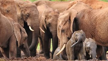 Elephant Attack: এক হুলেই খেল খতম! বুনো হাতি তাড়াতে নিজের 'সেনা' বানাচ্ছেন কৃষকেরা