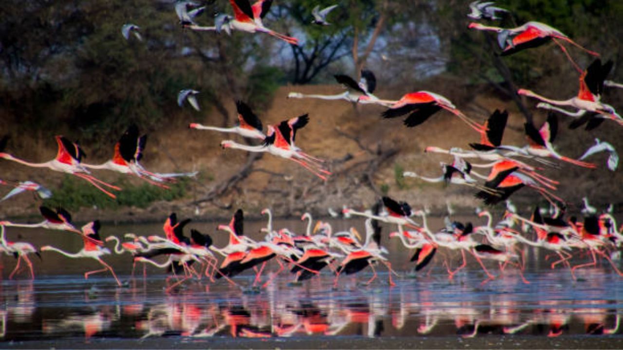 Migratory Birds: শীতে পশ্চিমবঙ্গের কোথায় গেলে দেখা মিলবে পরিযায়ী পাখির? রইল ৫ জায়গার হদিশ