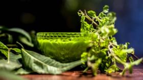 Tulsi For Skin Care: এইভাবে তুলসি পাতা ব্যবহার করলে ৭ দিনেই বাড়বে ত্বকের ঔজ্জ্বল্য, সারবে ব্রণ Tulsi For Skin Care: এইভাবে তুলসি পাতা ব্যবহার করলে ৭ দিনেই বাড়বে ত্বকের ঔজ্জ্বল্য, সারবে ব্রণ