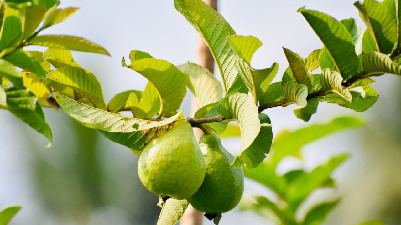 পেয়ারা পাতা: NCBI-তে প্রকাশিত একটি সমীক্ষা অনুসারে, পেয়ারা পাতার রস রক্তে শর্করার মাত্রা কমাতে সাহায্য করে। গবেষণায় দেখা গিয়েছে, পেয়ারা পাতার রস আলফা-গ্লুকোসিডেসের ক্রিয়াকে বাধা সৃষ্টি করতে সাহায্য করে। পেয়ারা পাতা গরম জলেতে সেদ্ধ করে চায়ের মতো পান করতে পারেন।