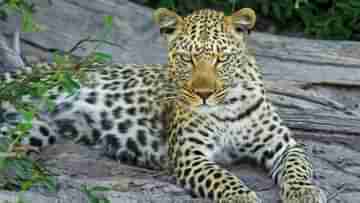 Leopard: মুরগি শিকার করতে গিয়ে প্রাণ গেল চিতাবাঘের, ময়নাতদন্তে উঠে এল আসল কারণ