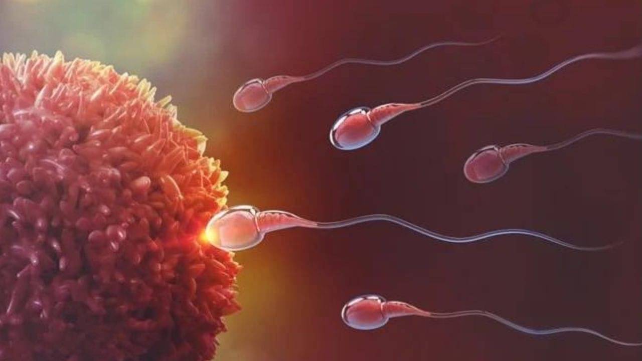 Male Infertility: লুকিয়ে থাকা থাইরয়েডেই কি তবে পুরুষরা দুর্বল! কীভাবে মোকাবিলা করবেন এই সমস্যার?