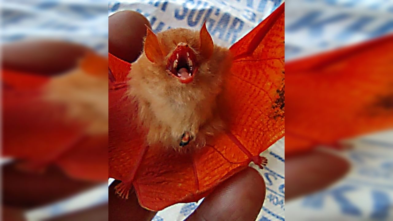 Chhattisgarh কমলা রঙের বাদুড়ও হয়! বিরল প্রজাতির দেখা মিলল