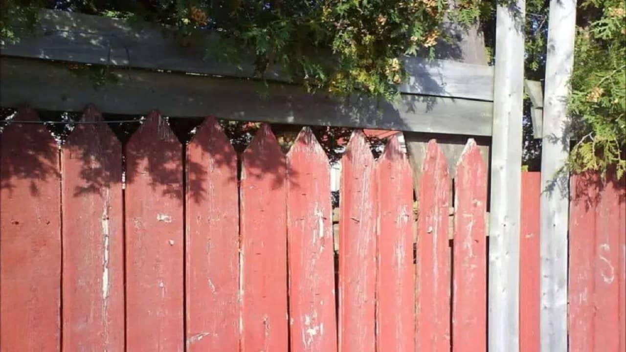 Optical Illusion: 12 সেকেন্ডের মধ্যে বাগান থেকে বিড়ালটিকে খুঁজে বের করতে পারবেন? পারলে আপনি জিনিয়াস