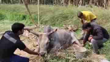 Ox Beaten: শরৎচন্দ্রের মহেশ জানে না অবলা ষাঁড়, পরের জমির ঘাস খেয়ে জুড়ল বেধড়ক মার