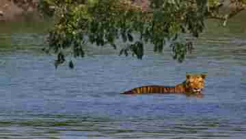 Tigers in Sundarbans : সুন্দরবনের বুক চিরে ঘুরছিল বনলতা, মাঝির কথা শুনে তাকাতেই চক্ষু ছানাবড়া পর্যটকদের