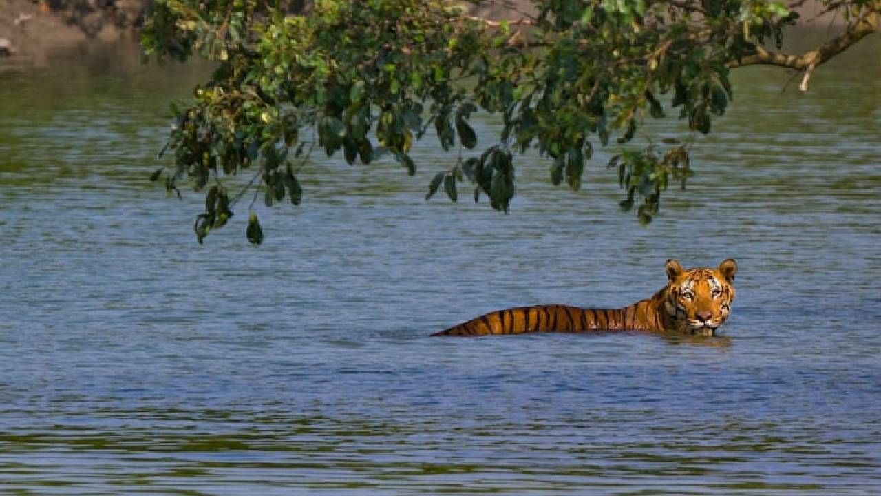 Tigers in Sundarbans : সুন্দরবনের বুক চিরে ঘুরছিল 'বনলতা', মাঝির কথা শুনে তাকাতেই চক্ষু ছানাবড়া পর্যটকদের