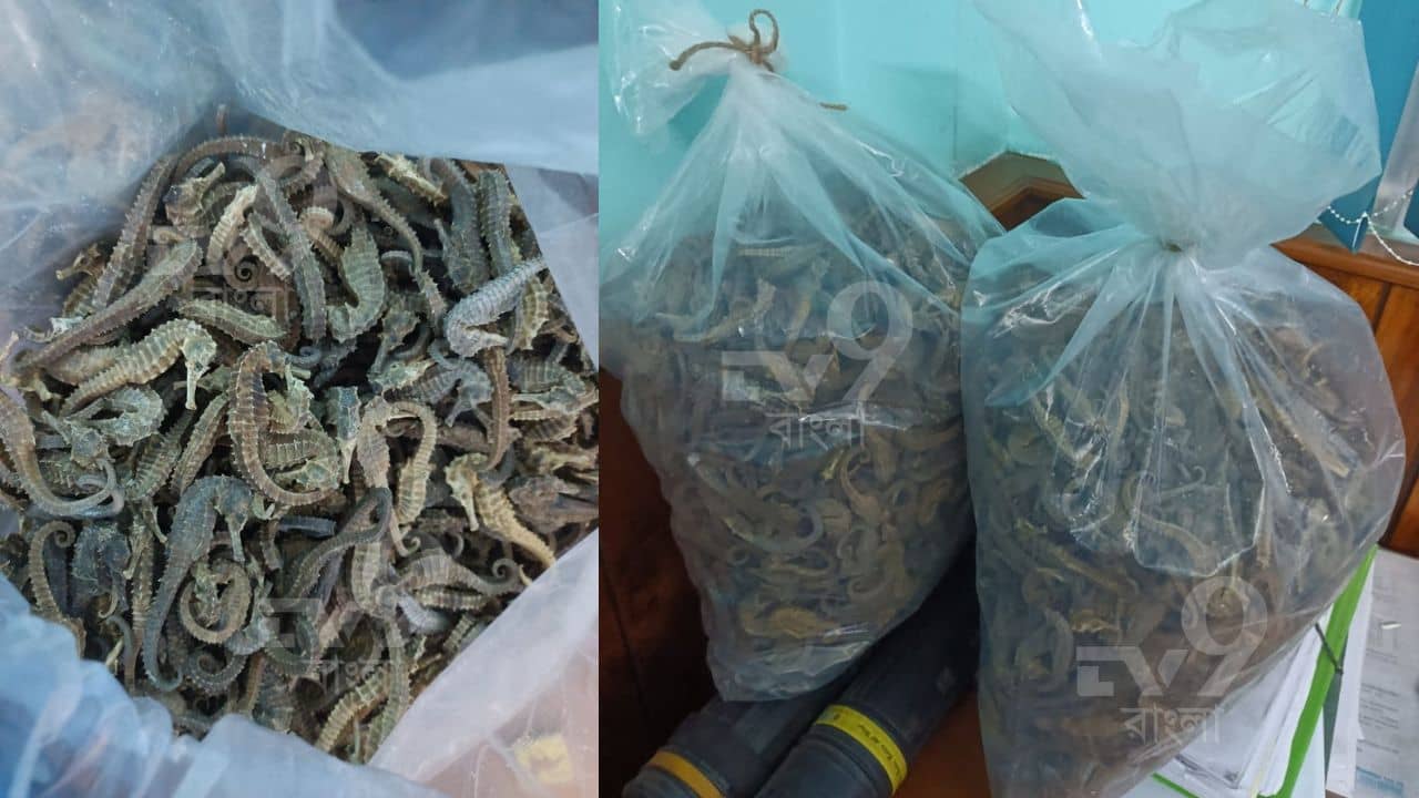 Sea Horse Seized: নকশালবাড়ি থেকে পাচারের আগেই উদ্ধার কয়েক কোটি টাকার সি হর্স
