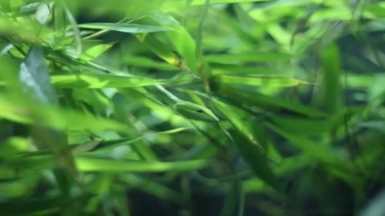 Optical Illusion: গাছে লুকিয়ে সাপ! 7 সেকেন্ডের মধ্যে খুঁজে বের করতে পারবেন?