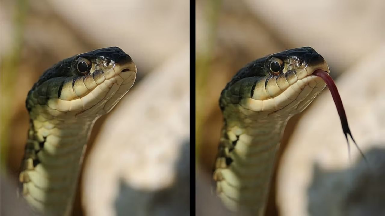 Snakes Hissing Sound: সামনে দাঁত নেই, তা-ও সাপেরা 'হিস-হিস' শব্দ করে কীভাবে? কারণটা জানলে অবাক হয়ে যাবেন