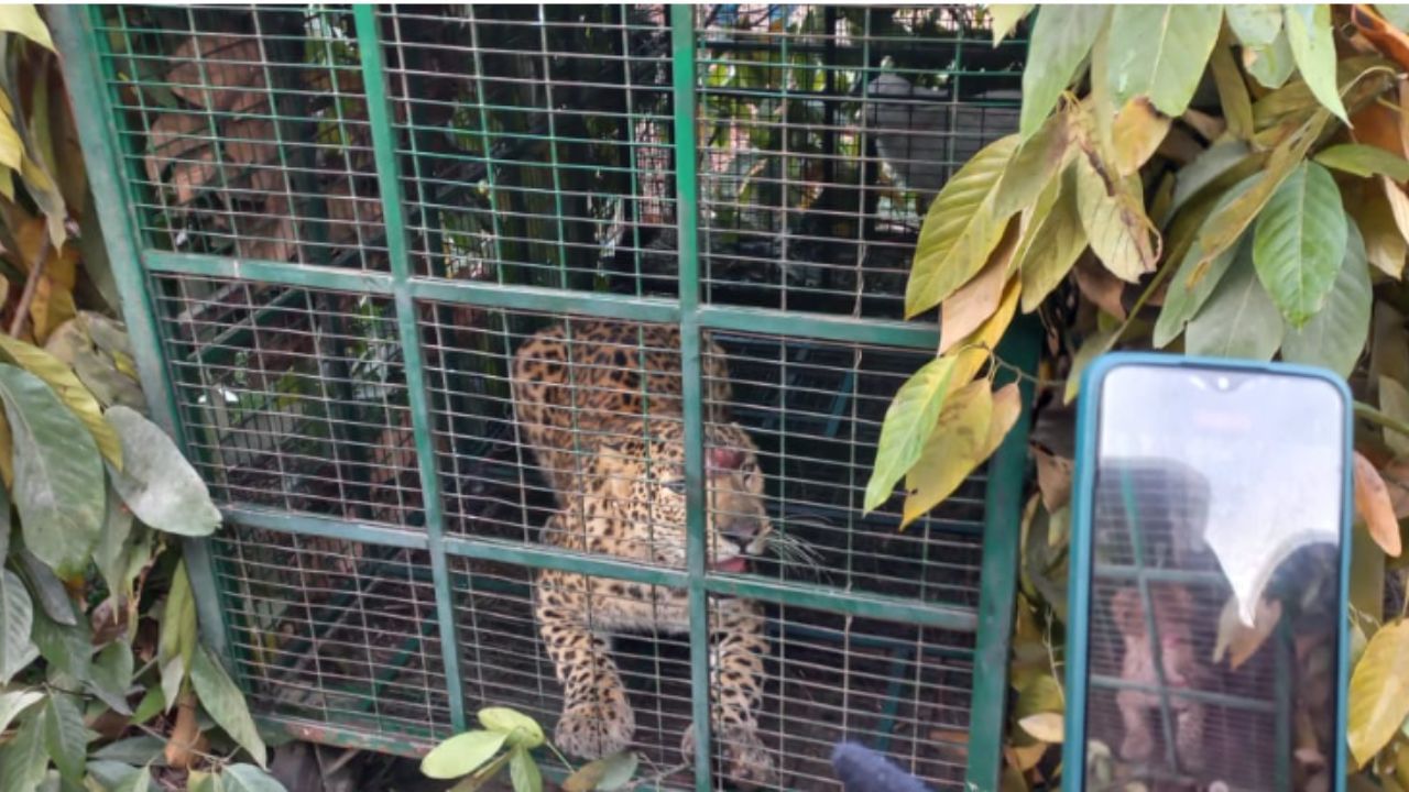 leopard attack: দু'সপ্তাহ ধরে লুকোচুরি, শেষ পর্যন্ত বাগে এল চিতাবাঘ