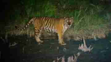 Royal Bengal Tiger: অন্ধকারে জ্বলজ্বল করছে ভয়ঙ্কর সুন্দর চোখ, সুন্দরবনে ক্যামেরাবন্দি বাঘের দুর্লভ মুহূর্তের ছবি