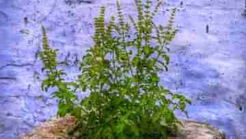 Tulsi Tips: তুলসী স্পর্শ করার আগে ২ বার ভাবুন! যদি হাত দিতেই হয়, তাহলে মাথায় রাখুন এই ৫টি নিয়ম