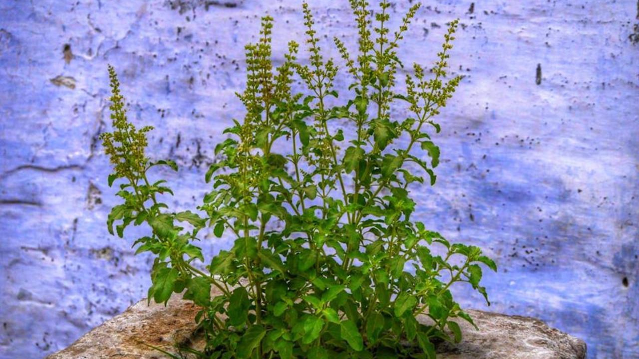 Tulsi Tips: তুলসী স্পর্শ করার আগে ২ বার ভাবুন! যদি হাত দিতেই হয়, তাহলে মাথায় রাখুন এই ৫টি নিয়ম