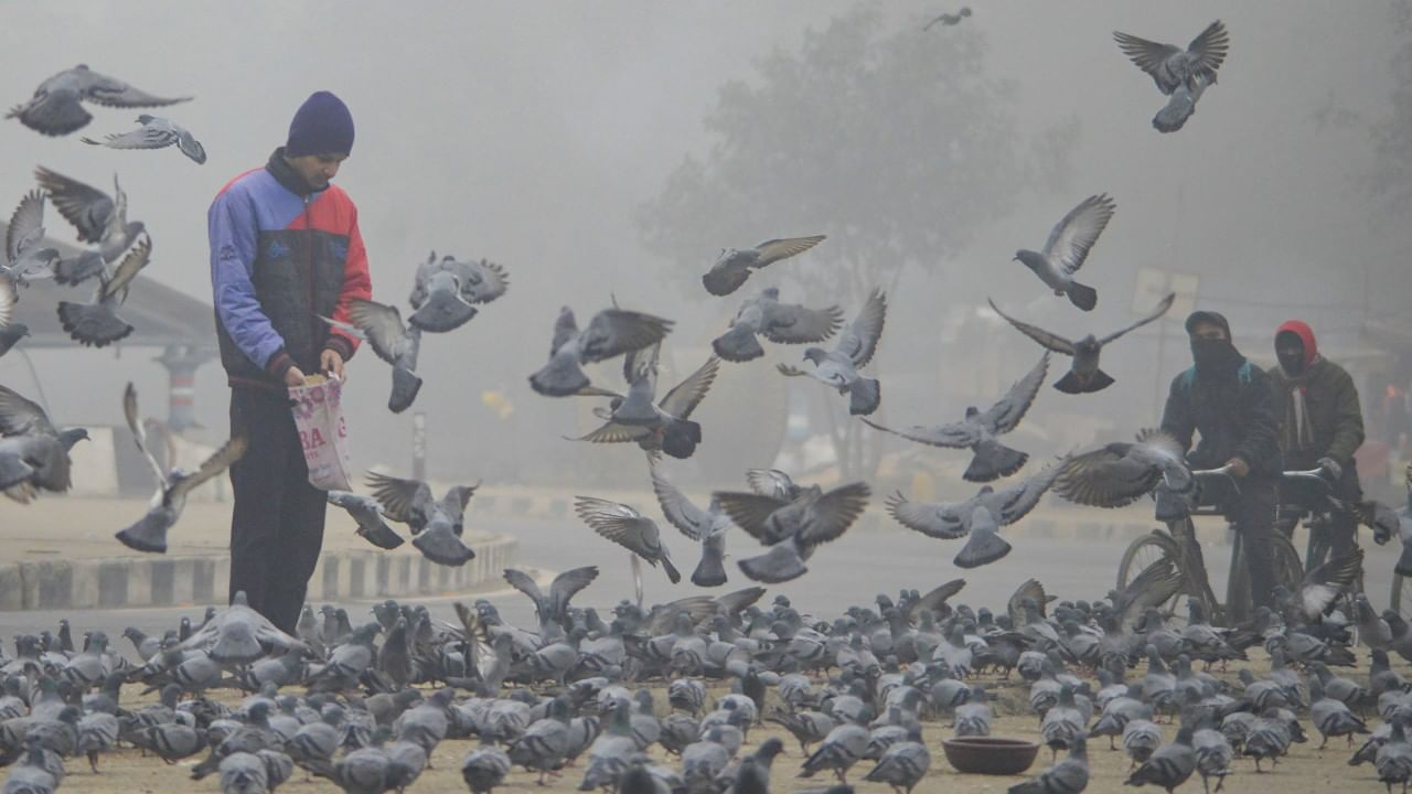 Delhi Weather Update: দিল্লিতে দেড়, রাজস্থানে শূন্য- পৌষেই টের পাচ্ছে বাঘ…দেখুন ছবিতে