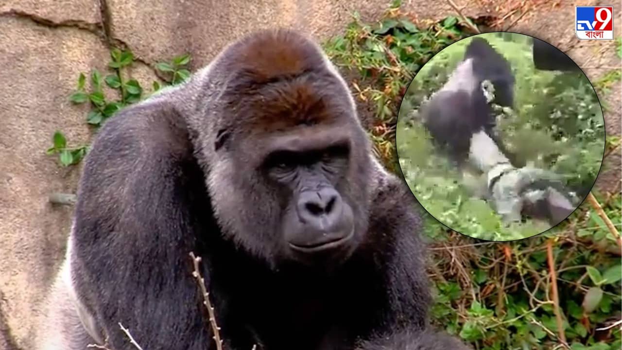 Viral Video: ফটো তোলার শাস্তি! জলজ্যান্ত মানুষের পা ধরে হিড়হিড় করে টেনে নিয়ে গেল গোরিলা