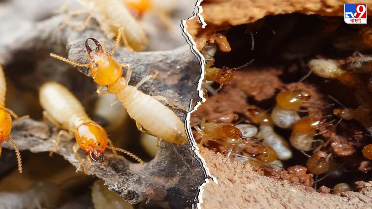 Global Warming: গ্লোবাল ওয়ার্মিংয়ের জন্য দায়ী ক্ষুদ্র উইপোকাও, বিজ্ঞানীদের গবেষণায় উঠে এল চাঞ্চল্যকর তথ্য