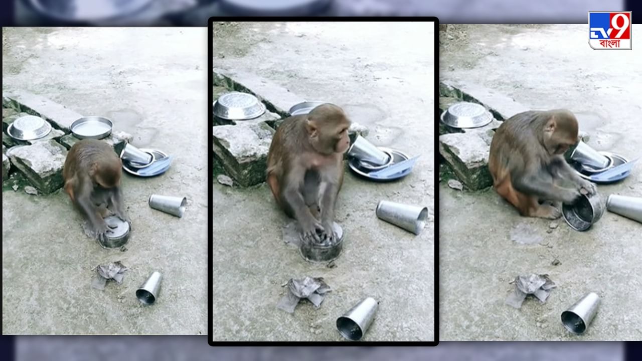 Viral Video: দক্ষ হাতে বাসন মেজে সোশ্যাল মিডিয়ায় ভাইরাল এক বাঁদর, হাসি থামছে না নেটিজ়েনদের