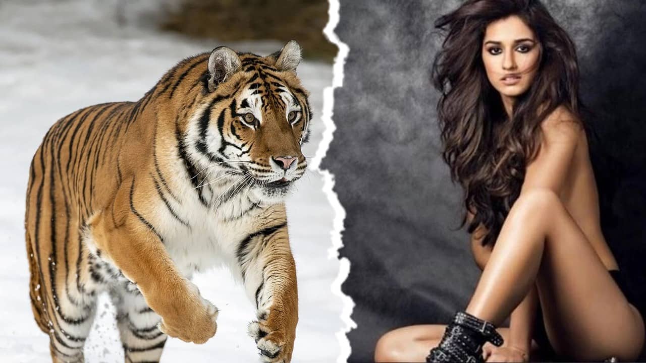 Disha Patani Video: দেশের একটা টাইগার তো বাঁচল, দিশাকে দেখে কেন মন্তব্য নেটিজ়েনদের