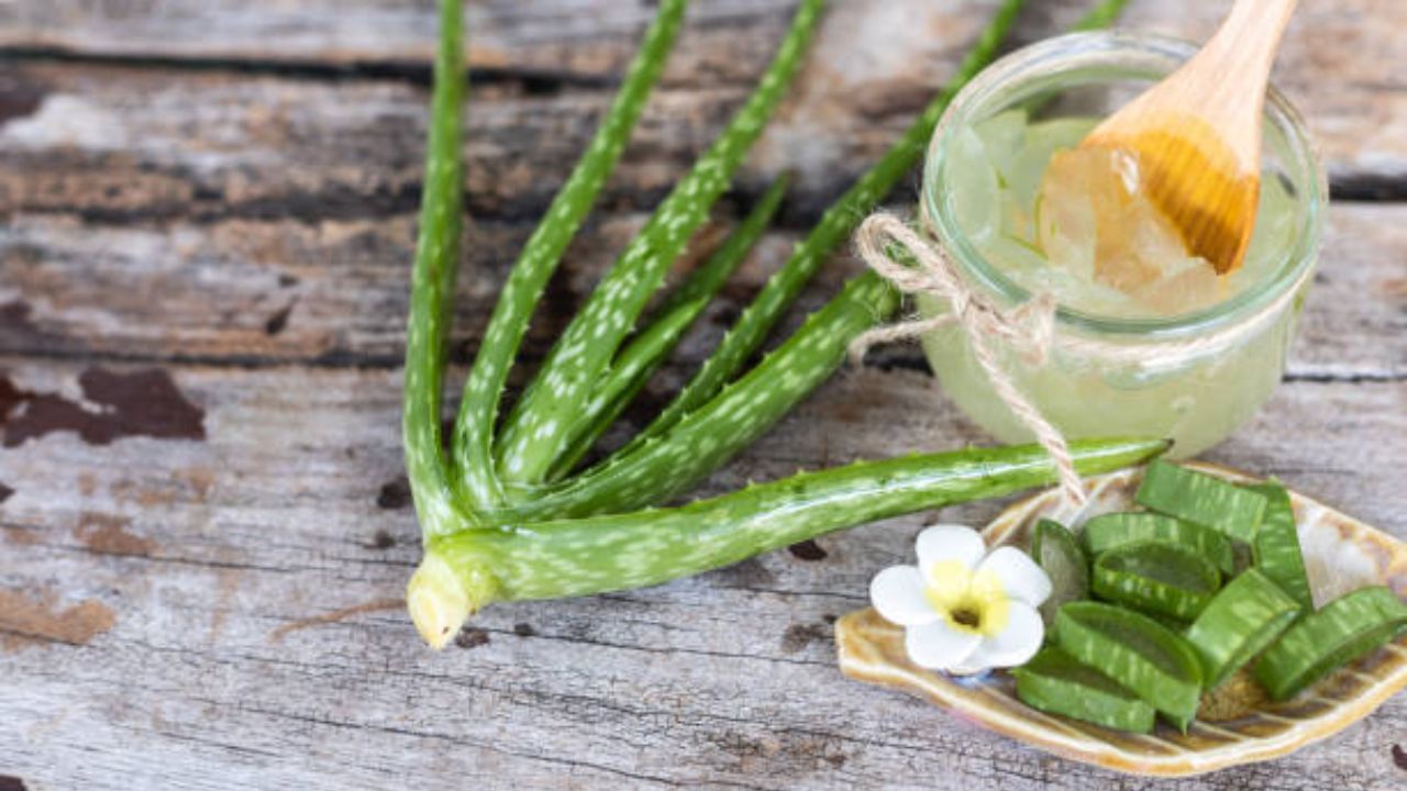 নিয়মিত মুখে অ্যালোভেরা জেল মাখলে আপনার ত্বকের উপর থেকে দাগছোপ দূর হয়ে যাবে। ত্বকের যাবতীয় সমস্যা থেকে মুক্তি দিতে পারে অ্যালোভেরা। নাইট ক্রিম হিসেবে অ্যালোভেরা জেল ব্যবহার করুন। এতেই কাজ হবে।