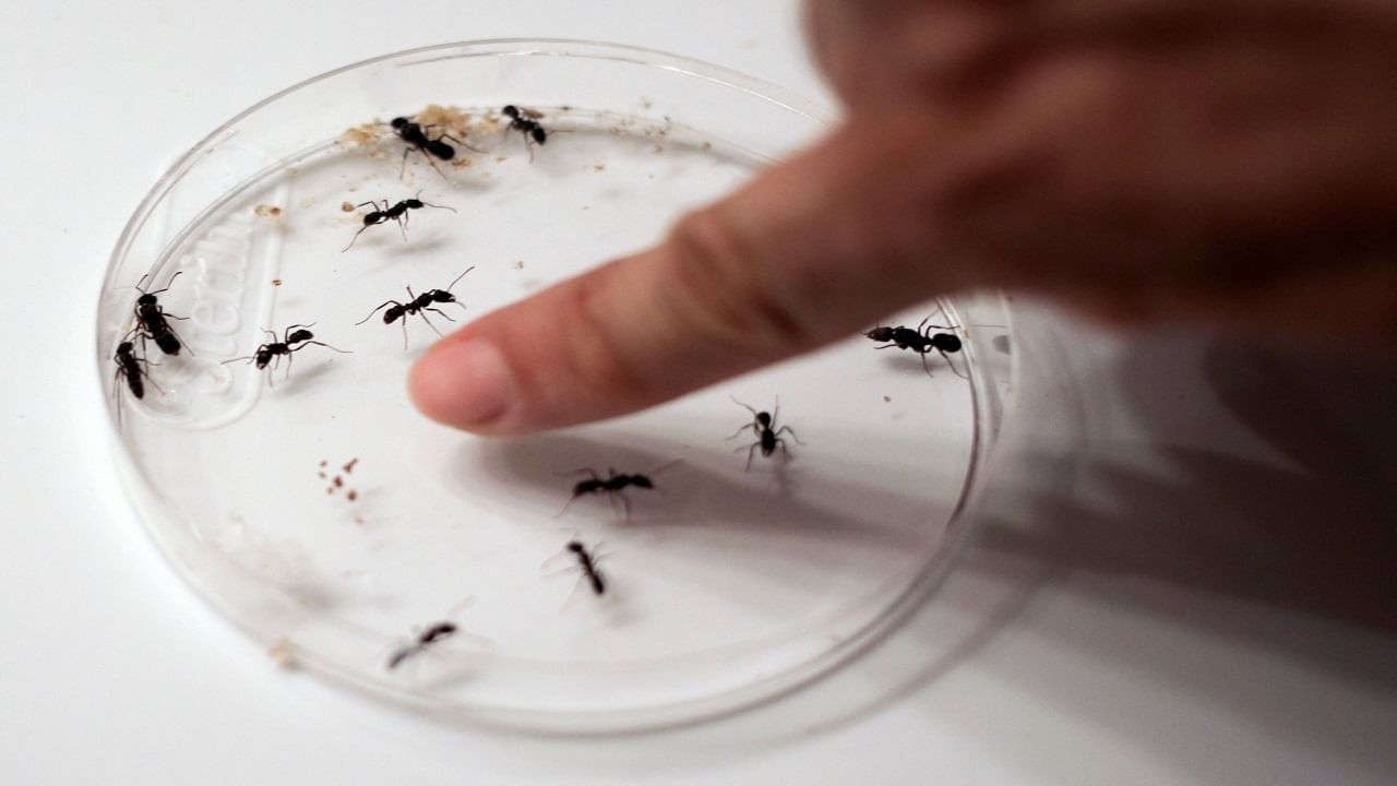 Ants Can Detect Cancer: নাক নেই তো কী হয়েছে, প্রস্রাবের গন্ধ শুঁকে বিভিন্ন ধরনের ক্যান্সার চিনতে পারে পিঁপড়ে