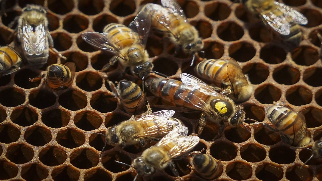 Vaccinated Bees: মড়ক লেগেছে মৌচাকে, এবার টিকা দেওয়ার প্রস্তুতি মার্কিন মুলুকে