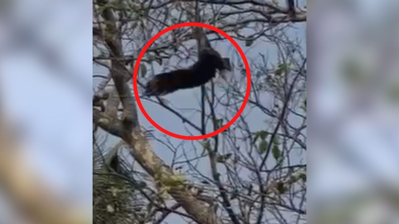 Eagle: সুতোয় আটকে দু'দিন ধরে ঝুলছে ঈগল, ঘিরে ধরেছে কাকের দল, রইল VIDEO