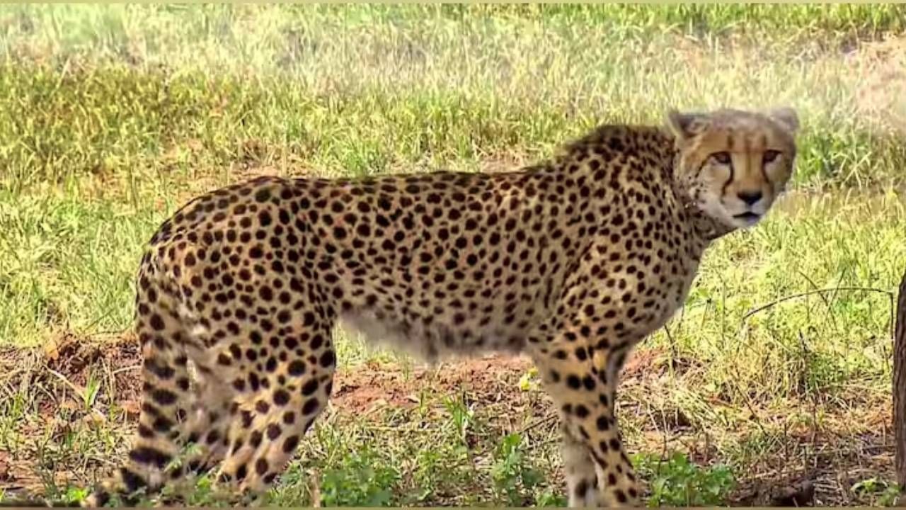 Cheetah in India: ভারতের পথে দক্ষিণ আফ্রিকার চিতা, চুক্তি কেন্দ্রের