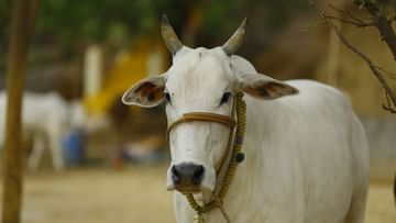 Cow Slaughter: 'গো-হত্যা বন্ধ হলেই পৃথিবীর সব সমস্যা মিটবে', গরু পাচার মামলায় বিচারকের 'বিশেষ' পর্যবেক্ষণ!